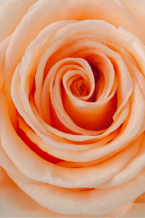 Macro close-up of a deep peach rose showing detailed spiral petal pattern.

#color_peach #detail