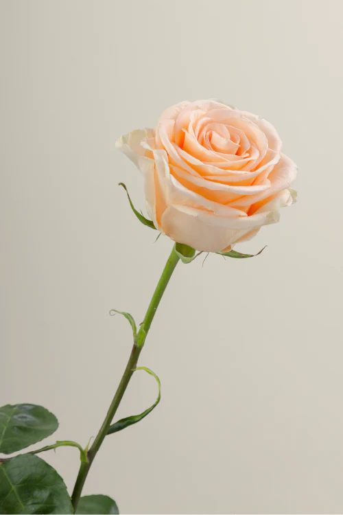 Single peach rose with a long green stem with leaves against a neutral background.

#color_peach #detail