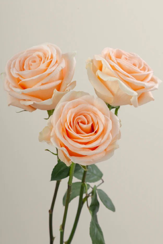 #color_peach #detail