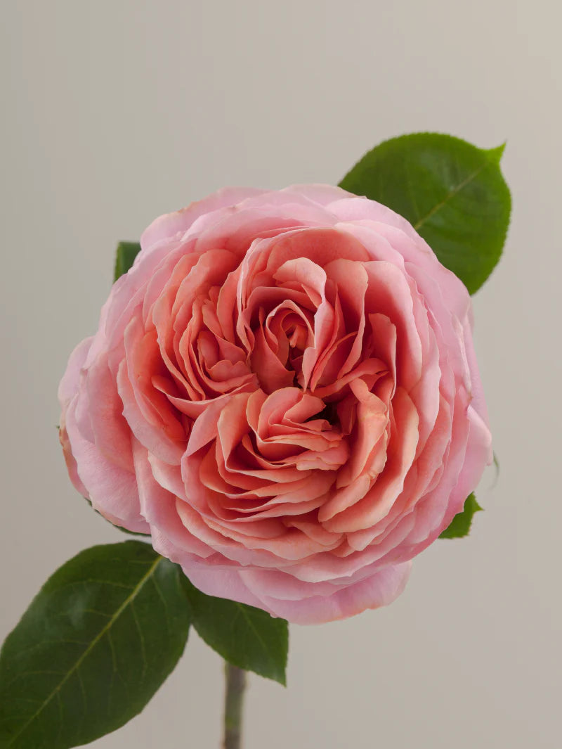 #color_romantic antike