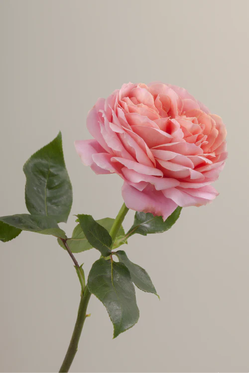 #color_romantic antike #detail