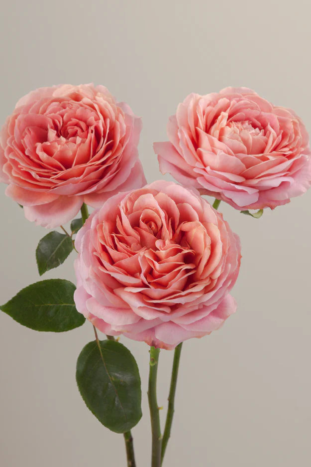 #color_romantic antike #detail