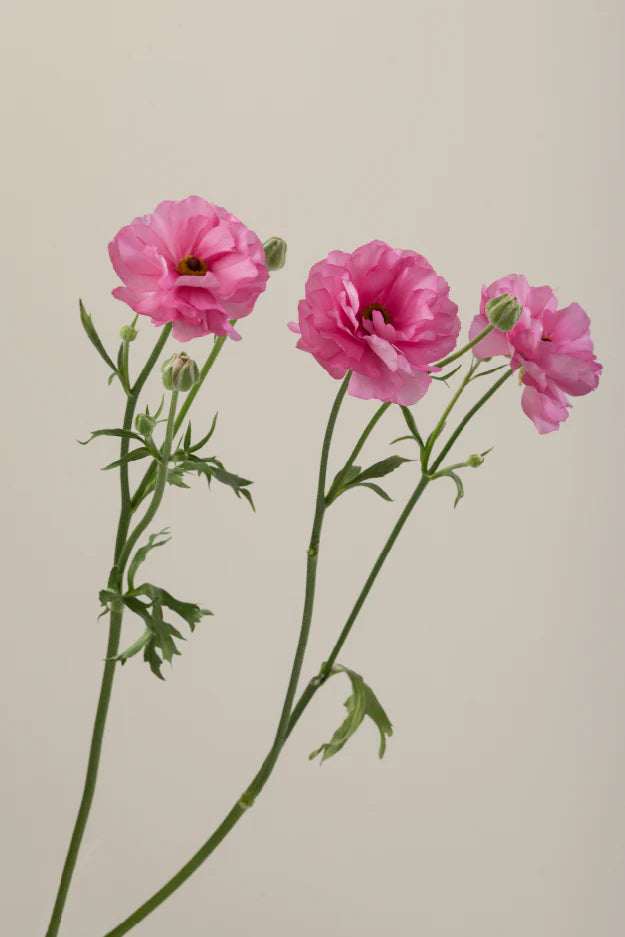 #color_dolce #detail