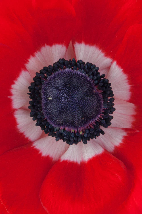 #color_rosso #detail