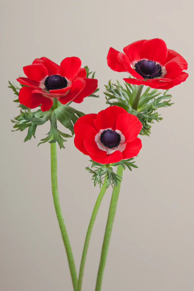 #color_rosso #detail