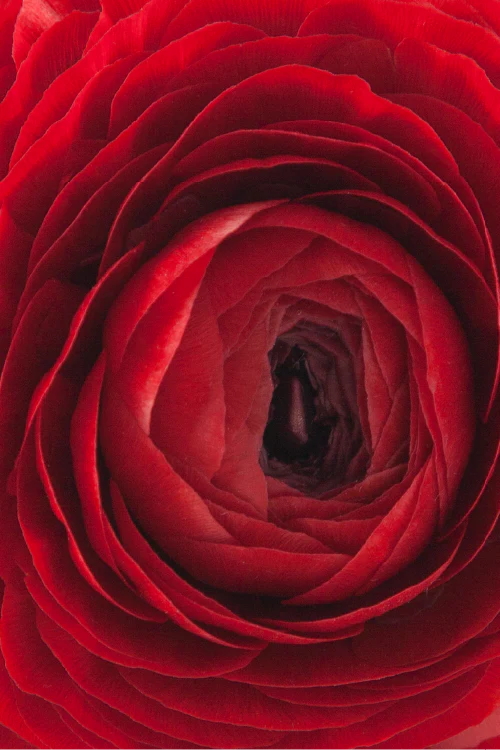 #color_rosso #detail