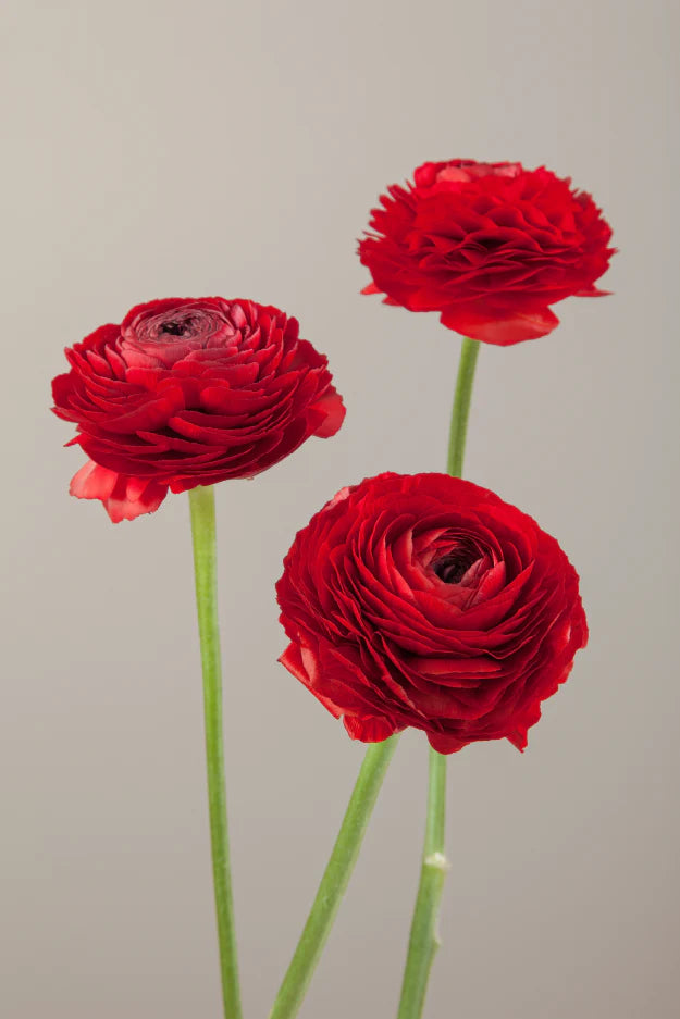 #color_rosso #detail