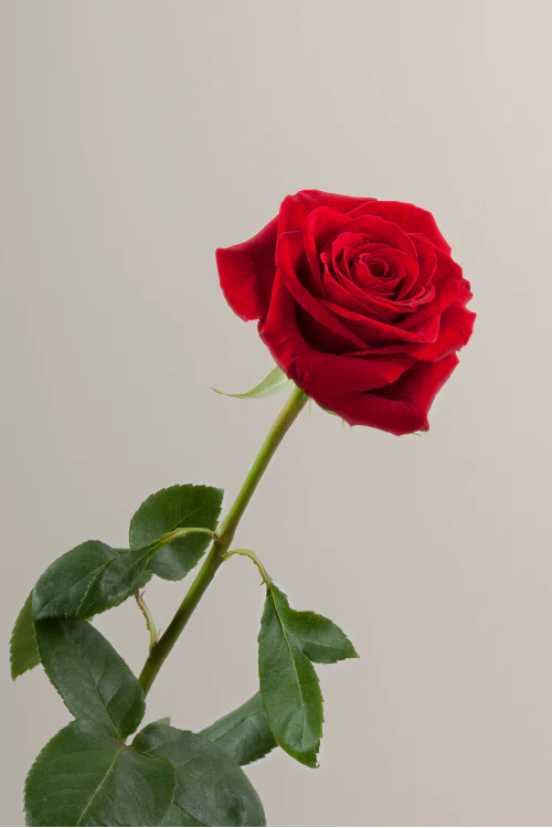 Single red rose with a long green stem with leaves against a neutral background.

#color_red #detail