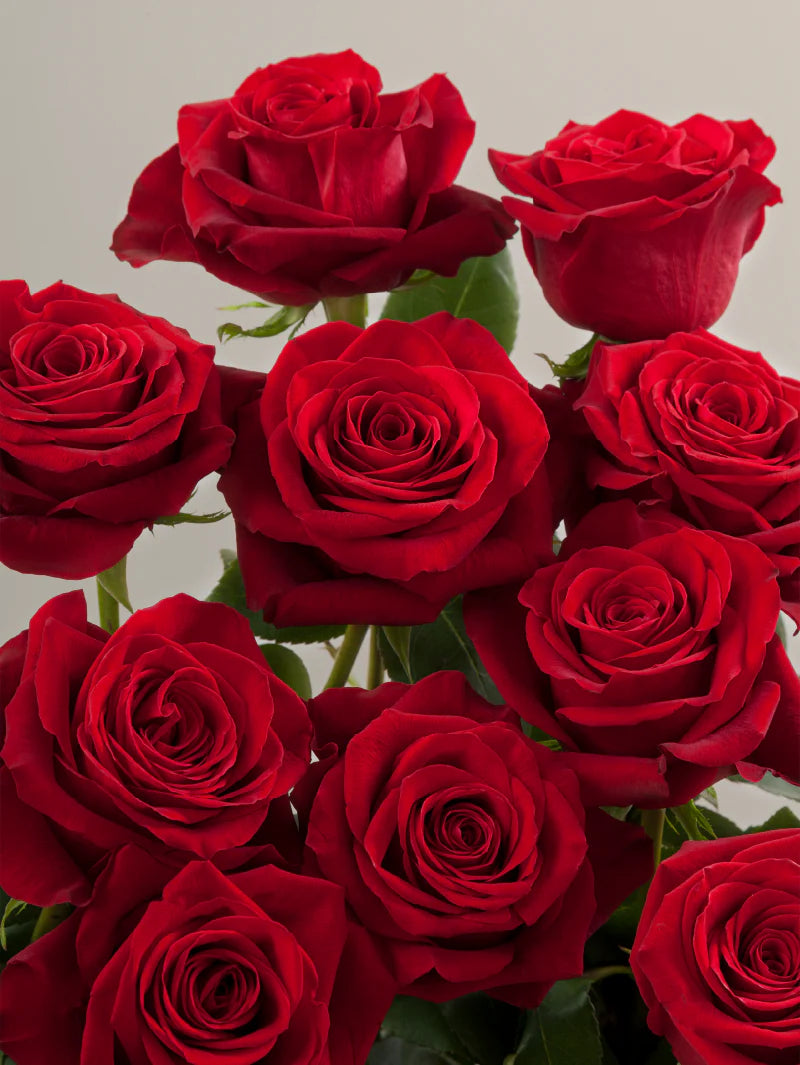 Close-up of multiple fresh red roses grouped tightly together.

#color_red