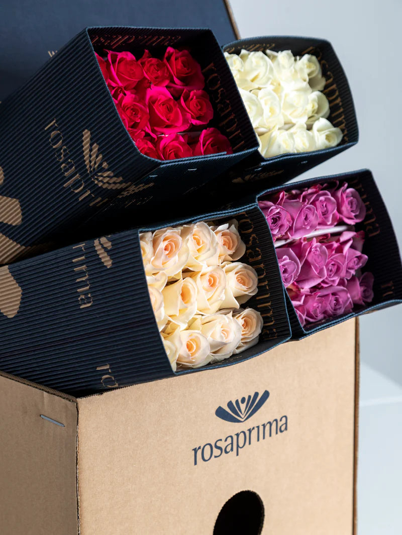 Four boxes of roses with different colors on a white background, featuring the Rosaprima brand.