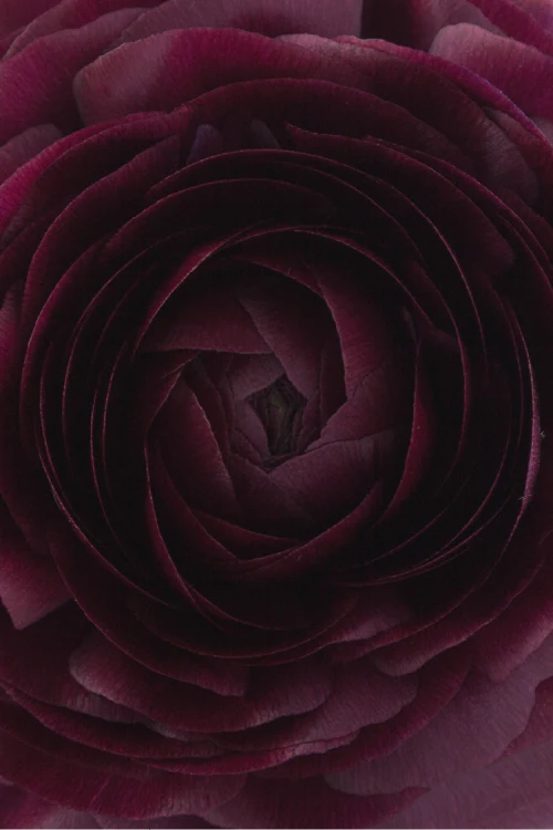 #color_viola #detail