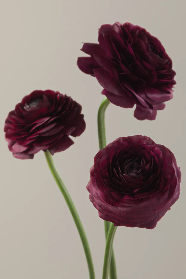 #color_viola #detail