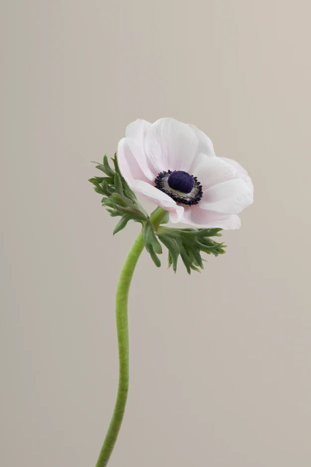 #color_panda #detail