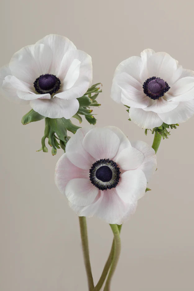 #color_panda #detail