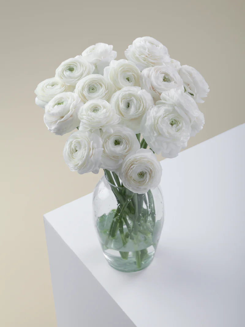 #color_bianco ranunculo blanco en florero