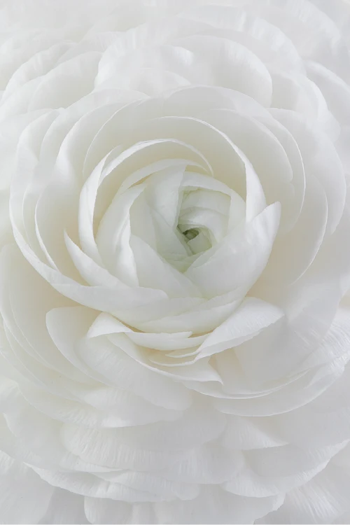 #color_bianco #detail Close up ranunculo blanco