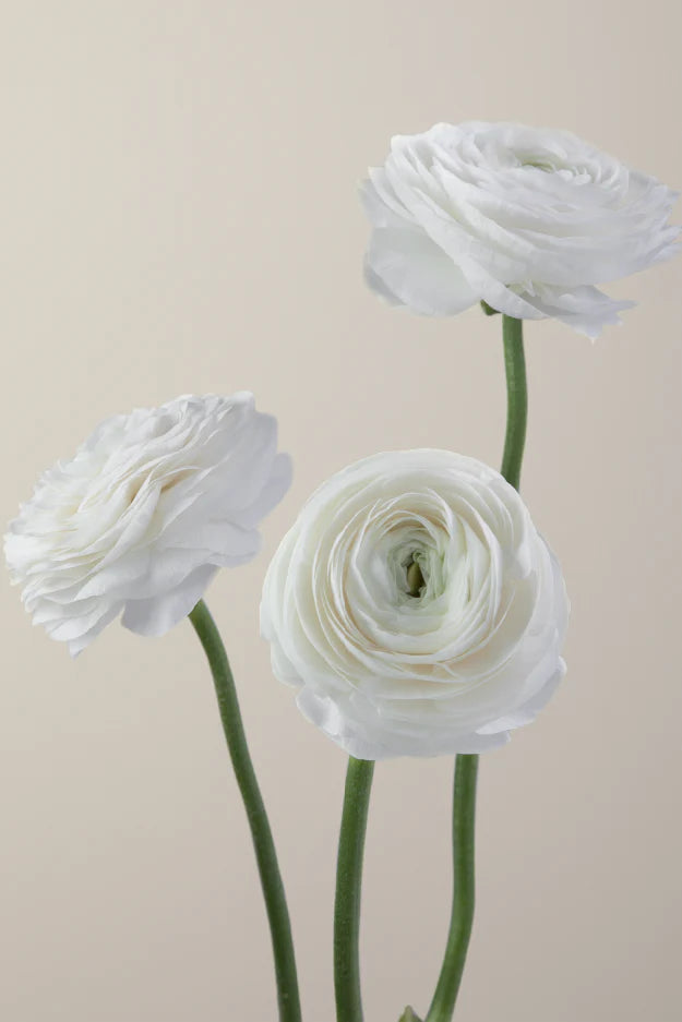 #color_bianco #detail