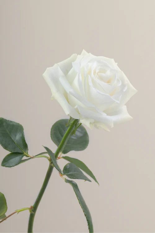 Single white rose with a long green stem with leaves against a neutral background.

#color_white #detail