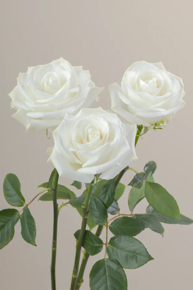 #color_white #detail