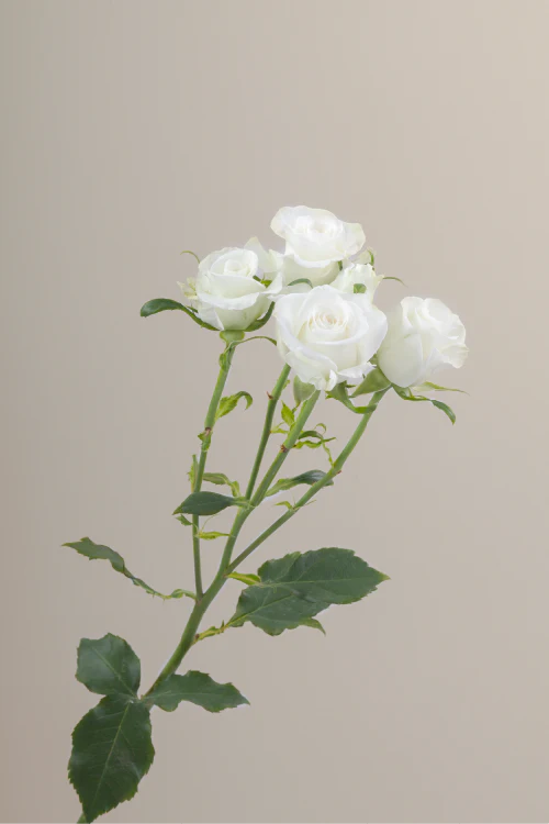 #color_white #detail