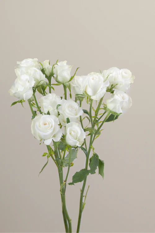 #color_white #detail