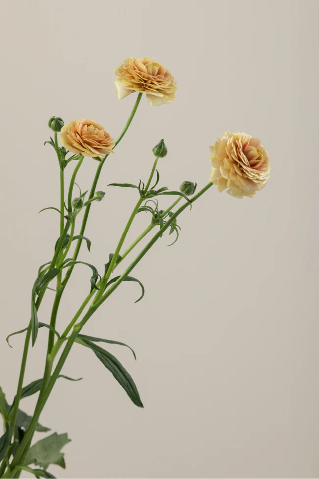 #color_miele #detail