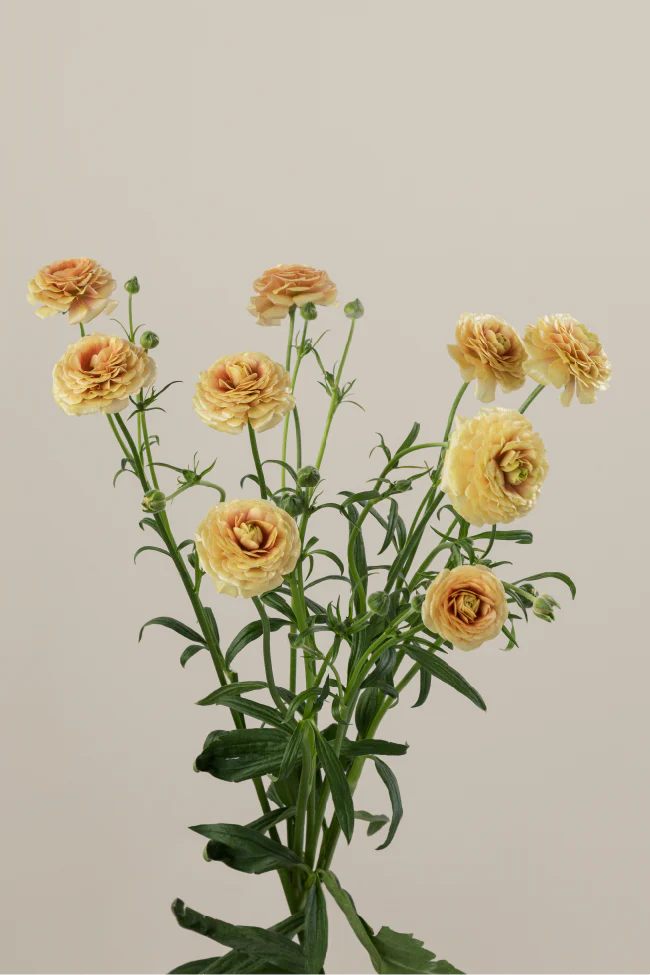 #color_miele #detail