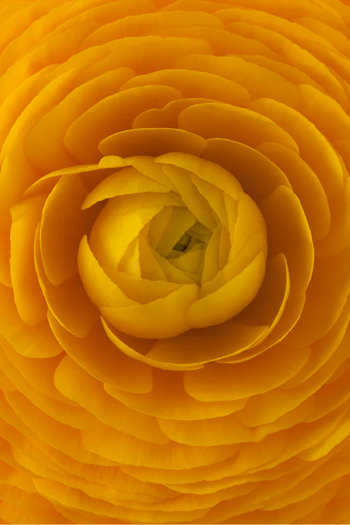 #color_giallo #detail