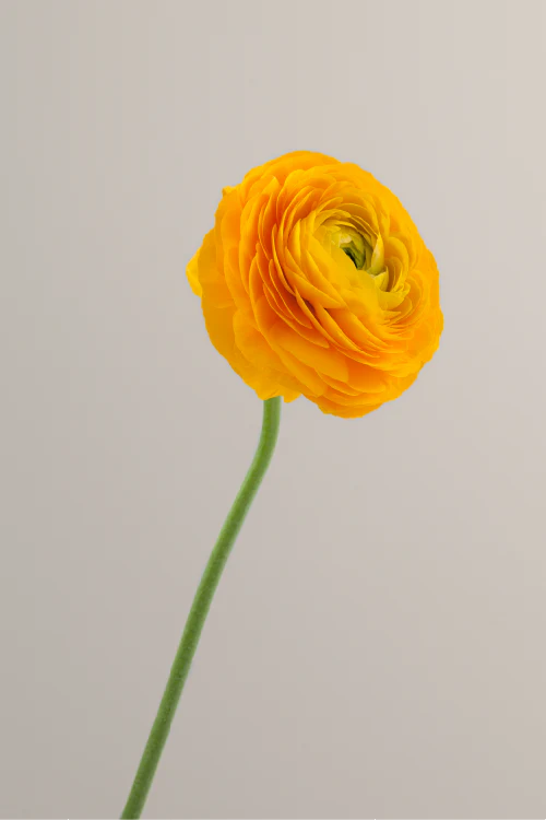 #color_giallo #detail