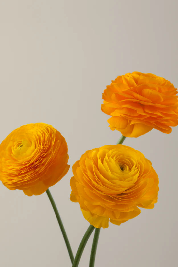 #color_giallo #detail