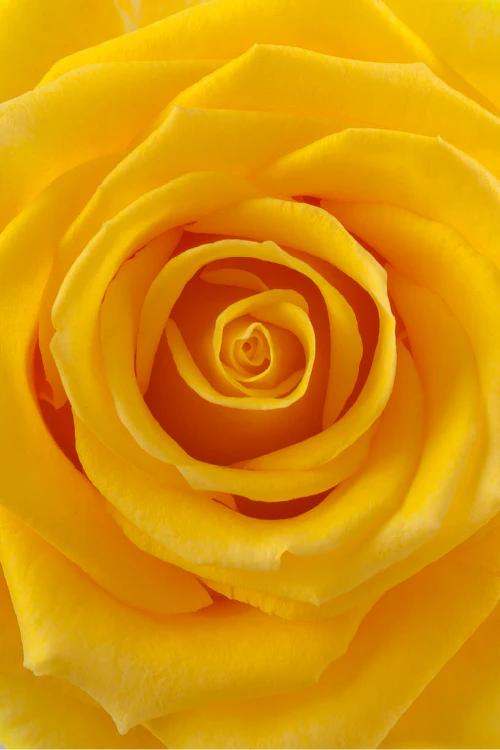 Macro close-up of a deep yellow rose showing detailed spiral petal pattern.

#color_yellow #detail