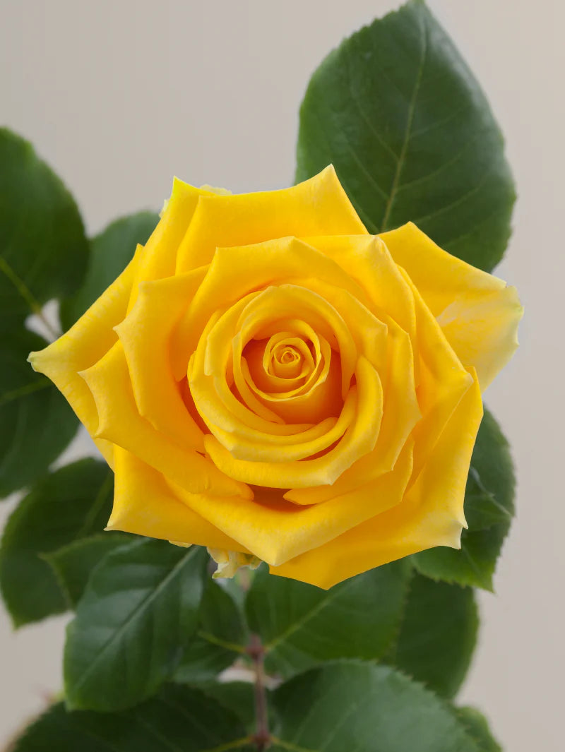 Single yellow rose with green stem and leaves against a light background.

#color_yellow