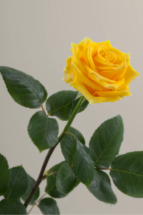 Single yellow rose with a long green stem with leaves against a neutral background.

#color_yellow #detail