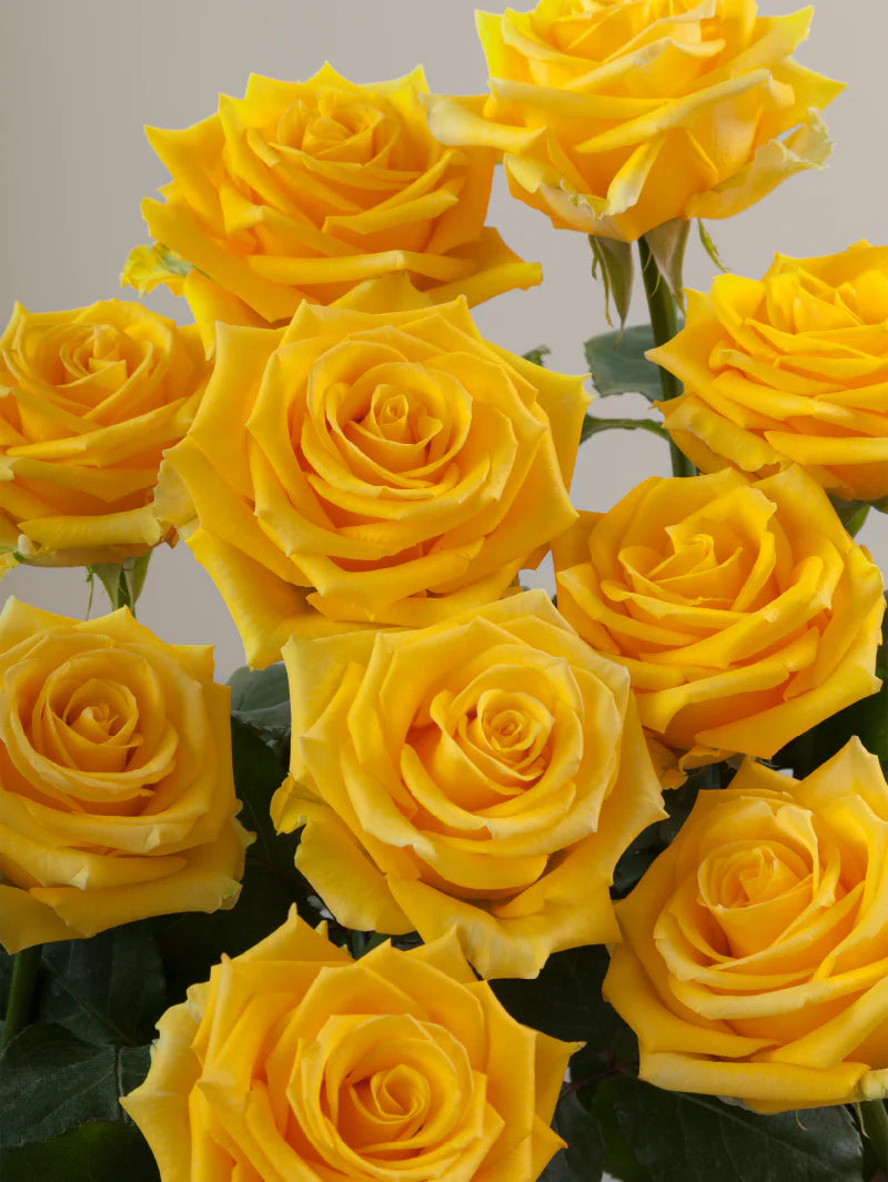 Close-up of multiple fresh yellow roses grouped tightly together.

#color_yellow