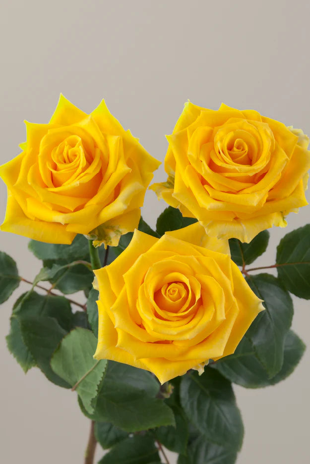 #color_yellow #detail