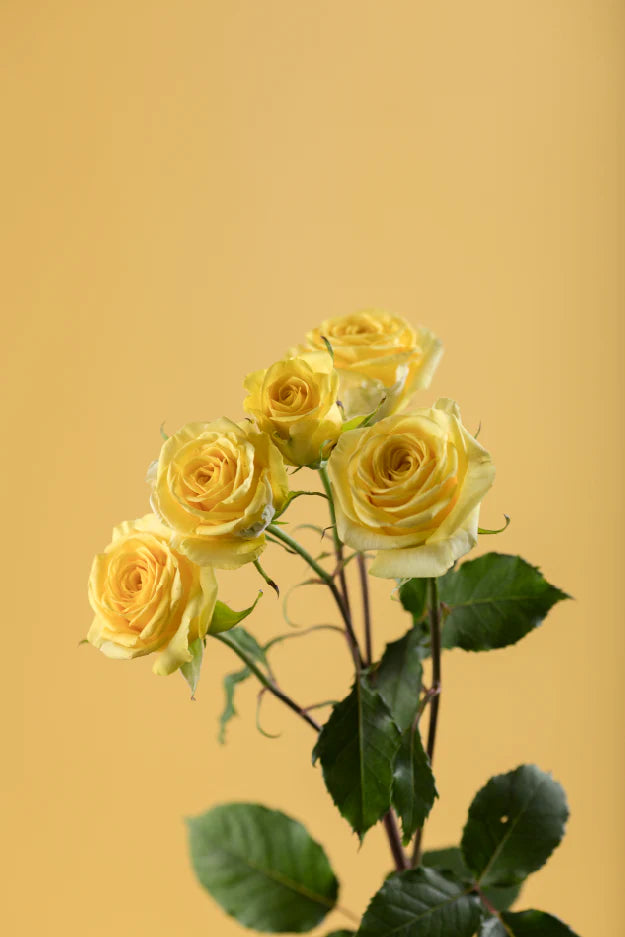 #color_yellow #detail