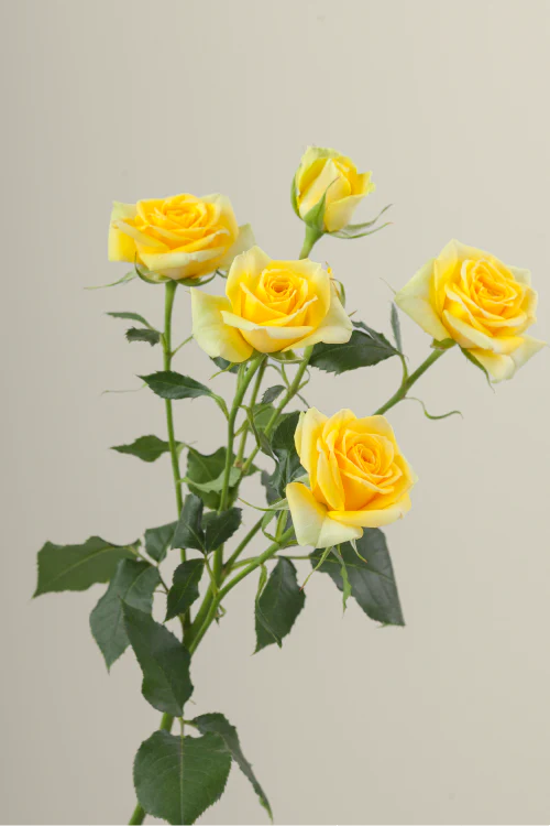 #color_yellow  #detail