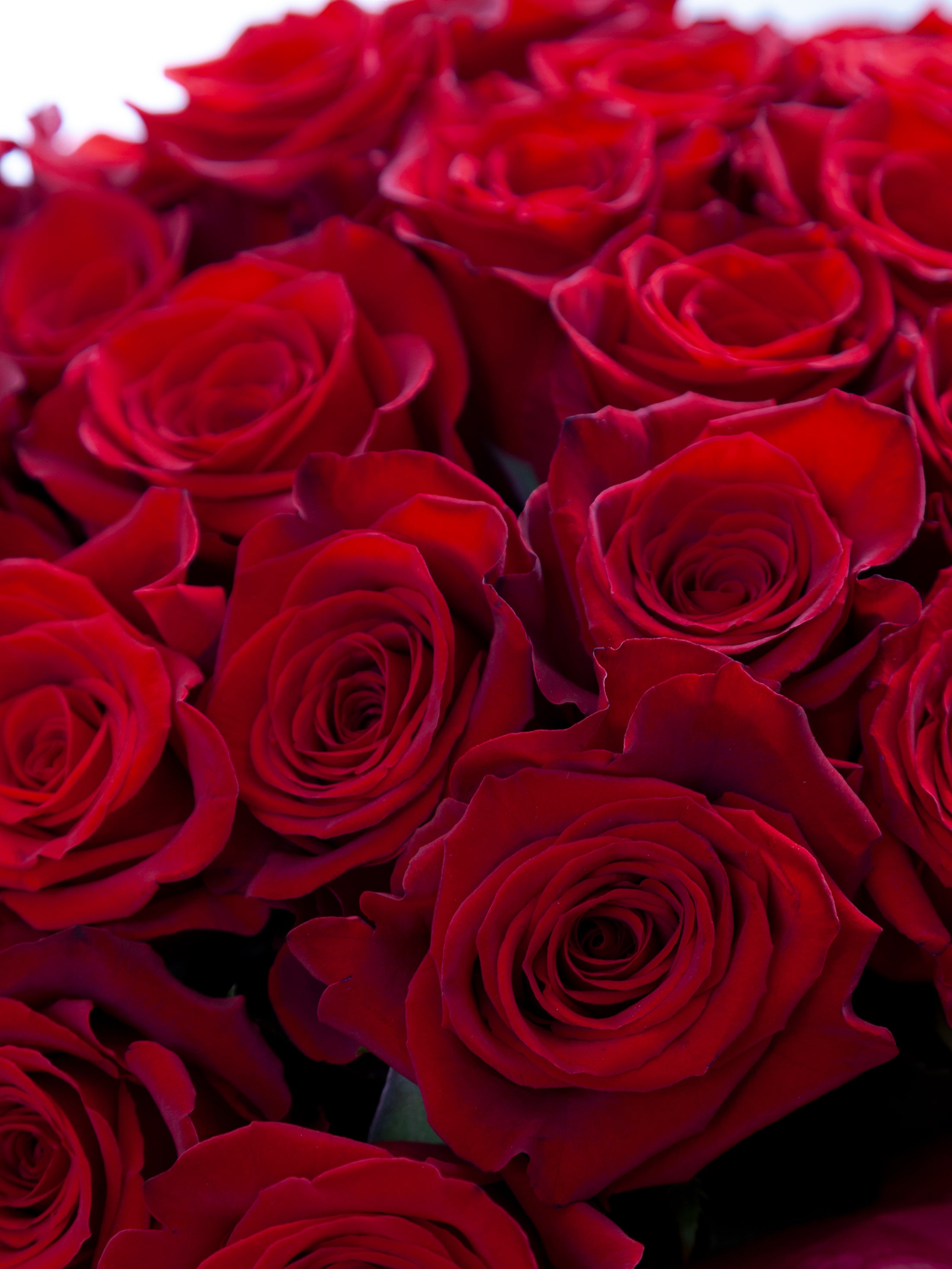 Bouquet of red roses.