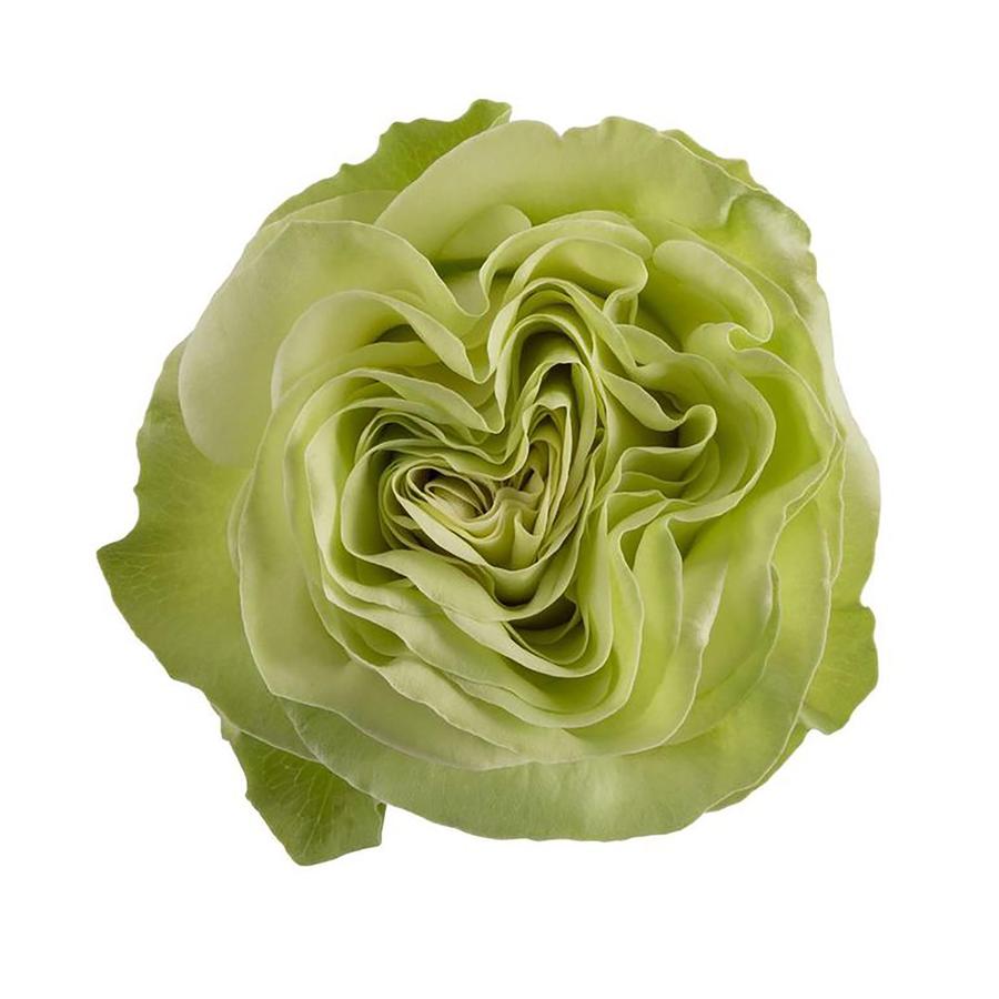 ForeverBouq_Rosaprima green