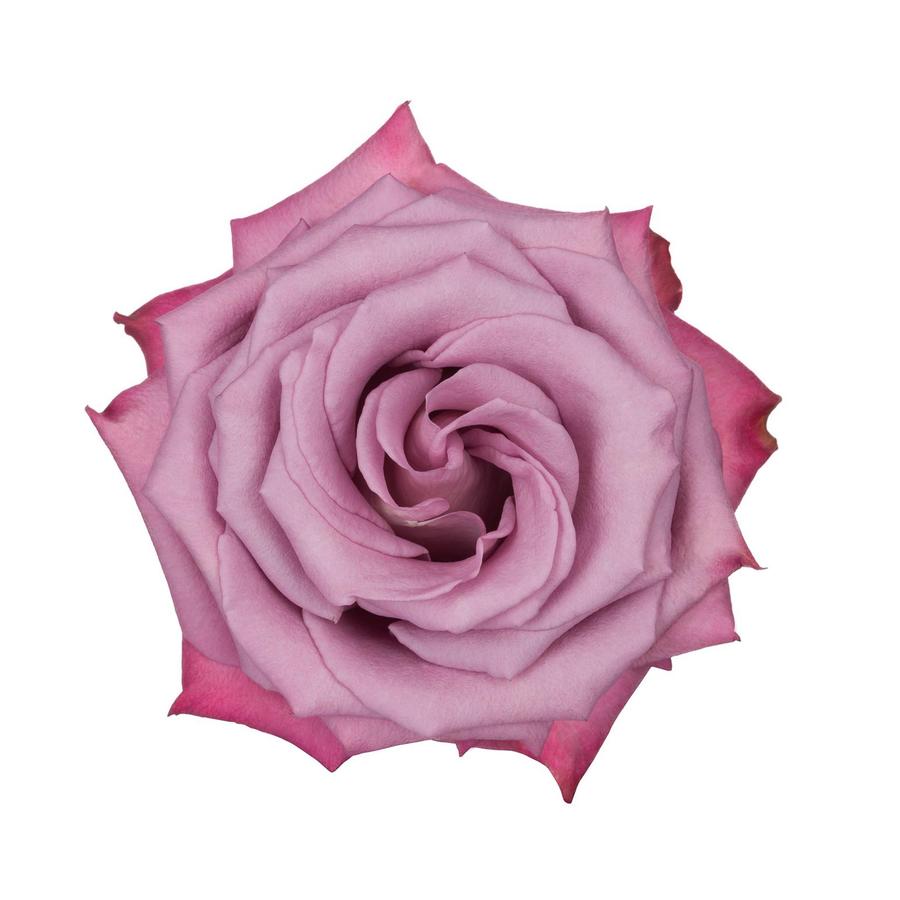 ForeverBouq_Rosaprima lavender