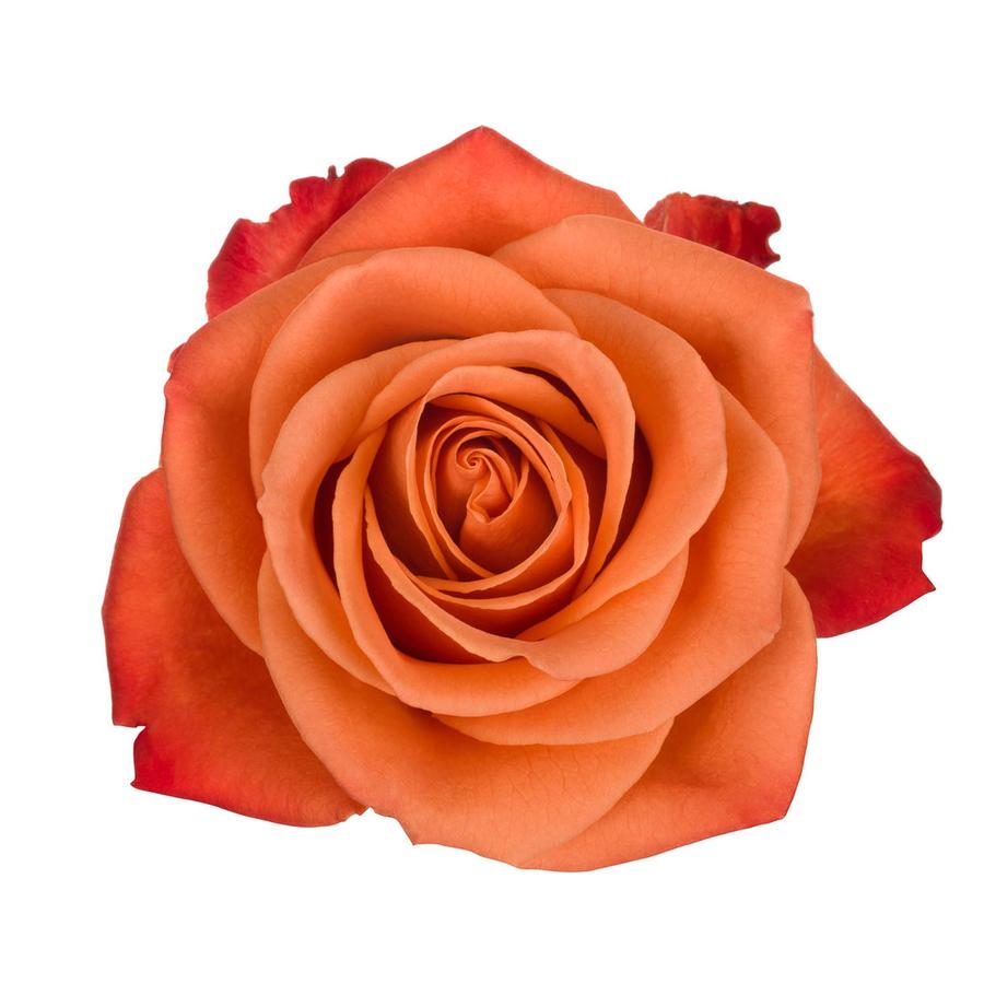 ForeverBouq_Rosaprima orange