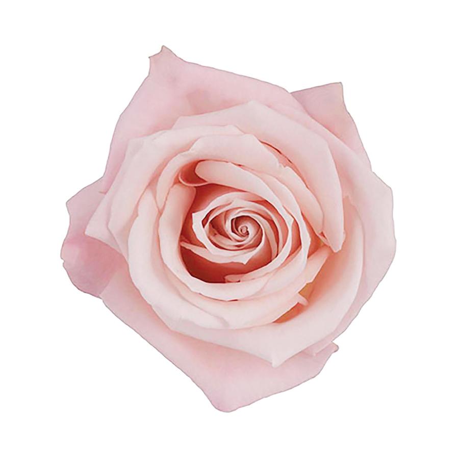 Forever Bouquet (UIO y Valles)
